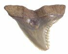 Fossil Hemipristis Shark Tooth - Maryland #42535-1